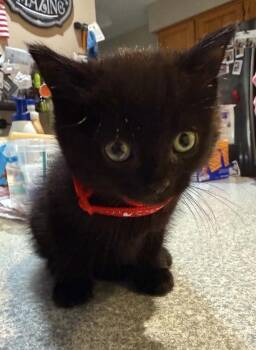 Domestic Short Hair Cats Available for Adoption in Poplar Grove, Illinois - Mavis Dracula | PetCurious
