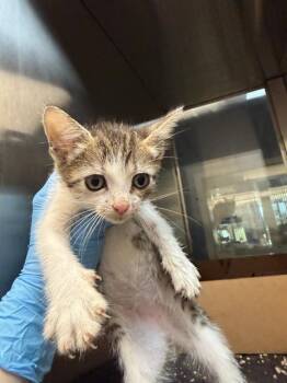 MOCHI -  Domestic Medium Hair Cat for Adoption in Baytown, Texas - MOCHI | PetCurious