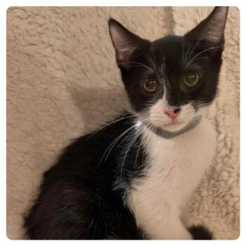 Odessa -  Domestic Short Hair Cat for Adoption in Webster, Texas - Odessa | PetCurious