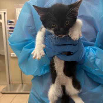 Tata -  Domestic Short Hair Cat for Adoption in Birmingham, Alabama - Tata | PetCurious
