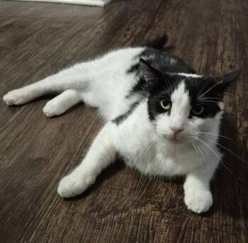 Domestic Short Hair Cats Available for Adoption in San Antonio, Texas - GOOMBA | PetCurious