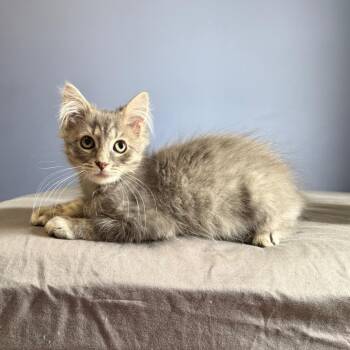 Moe -  Domestic Medium Hair Cat for Adoption in Gibsonia, Pennsylvania - Moe | PetCurious