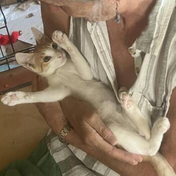 Freddie Purrcury -  Domestic Short Hair Cat for Adoption in Tempe, Arizona - Freddie Purrcury | PetCurious