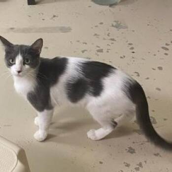 Flower -  Domestic Short Hair Cat for Adoption in Rochester, Minnesota - Flower | PetCurious