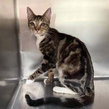Elvis -  Domestic Short Hair Cat for Adoption in Jupiter, Florida - Elvis | PetCurious