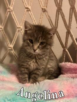 Domestic Medium Hair Cats Available for Adoption - Angelina | PetCurious