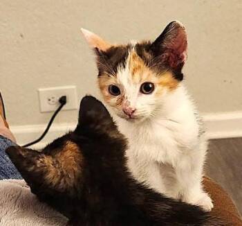 Loretta -  Domestic Short Hair Cat for Adoption in Kansas City, Missouri - Loretta | PetCurious