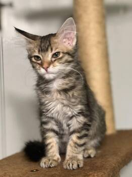 Rescue Domestic Medium Hair Cats for Adoption in Oklahoma City, Oklahoma - Bandit | PetCurious