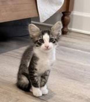 Lilypad at PetSmart in Athens, GA -  Domestic Short Hair Cat for Adoption in Watkinsville, Georgia - Lilypad At PetSmart In Athens, GA | PetCurious