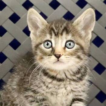 Domestic Short Hair Cats Available for Adoption in Fort Davis, Texas - Pesto | PetCurious
