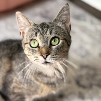 Rescue Domestic Short Hair Cats for Adoption in Mayfield, New York - Honey | PetCurious