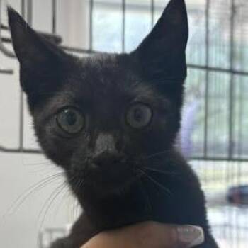 Sir Biscuit -  Domestic Short Hair Cat for Adoption in Blairsville, Georgia - Sir Biscuit | PetCurious