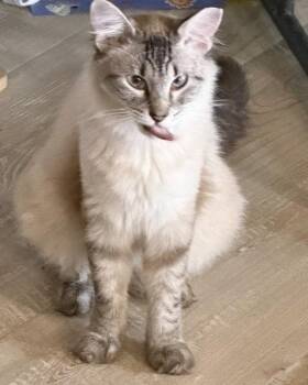 Tenor -  Siamese Cat for Adoption in New Braunfels, Texas - Tenor | PetCurious