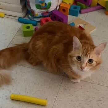 Molly (bonded with Maggie) -  Domestic Medium Hair Cat for Adoption in Pickering, Ontario - Molly (bonded With Maggie) | PetCurious