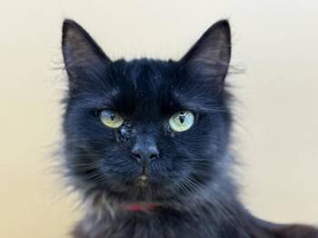 Chamomile -  Domestic Long Hair Cat for Adoption in Portland, Oregon - Chamomile | PetCurious