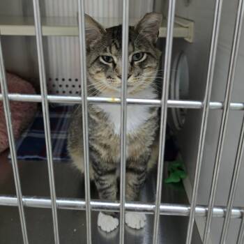 Rescue Domestic Short Hair Cats for Adoption in Denver, Colorado - Sparky "Sparkles" | PetCurious