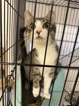Domestic Short Hair and Tabby Cats Available for Adoption in San Jose, California - Daria | PetCurious