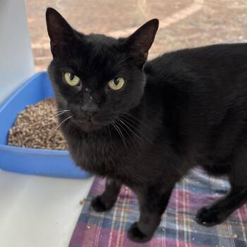 Riddle -  Domestic Short Hair Cat for Adoption in Las Vegas, Nevada - Riddle | PetCurious