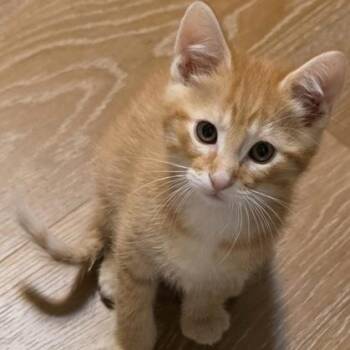 Cringle -  Domestic Short Hair Cat Available for Adoption in Rochester, Minnesota - Cringle | PetCurious