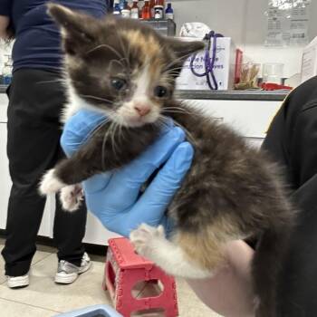Domestic Short Hair Cats Available for Adoption in Newark, New Jersey - AHNJ-Stray-119768 | PetCurious