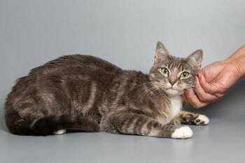 Romearo -  Domestic Short Hair Cat for Adoption in Longmont, Colorado - Romearo | PetCurious