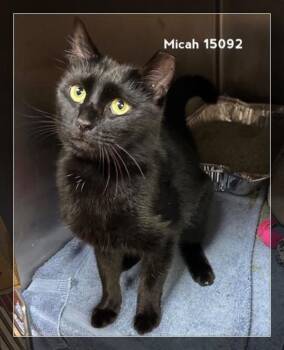 Rescue Domestic Short Hair Cats for Adoption in Marietta, Georgia - Micah (687) | PetCurious