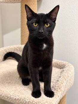 Bam Bam -  Domestic Short Hair Cat for Adoption in Rio Linda, California - Bam Bam | PetCurious