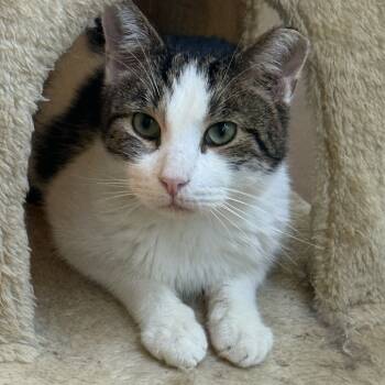 Rescue Domestic Short Hair Cats for Adoption in New York, New York - Theo | PetCurious