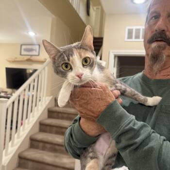 Penny -  Dilute Calico Cat for Adoption in Las Vegas, Nevada - Penny | PetCurious