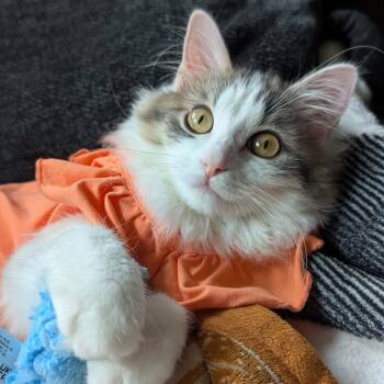 Domestic Long Hair and Ragdoll Cats Available for Adoption - Maria | PetCurious
