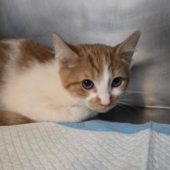 Cody -  Domestic Medium Hair and American Shorthair Cat for Adoption in San Jacinto, California - Cody | PetCurious
