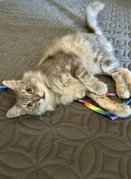 Sasha -  Domestic Long Hair and Torbie Cat for Adoption in San Francisco, California - Sasha | PetCurious