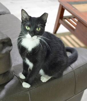 Nina Simone -  Tuxedo Cat for Adoption in Gulfport, Mississippi - Nina Simone | PetCurious
