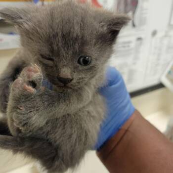 Domestic Short Hair Cats Available for Adoption in Roanoke, Virginia - Fredo | PetCurious