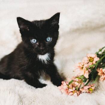Vixi Jessup -  Domestic Short Hair Cat for Adoption in Eagle Mountain, Utah - Vixi Jessup | PetCurious