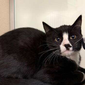 Aries -  Domestic Short Hair Cat for Adoption in Ballston Spa, New York - Aries | PetCurious