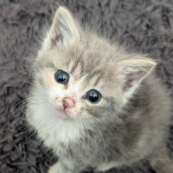 Dilute Tortoiseshell and Dilute Calico Cats Available for Adoption in Concord, North Carolina - Marigold  | PetCurious