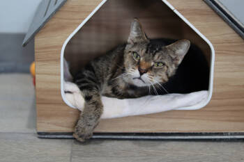 Rescue Domestic Short Hair Cats for Adoption in Lewisburg, Tennessee - Steven | PetCurious