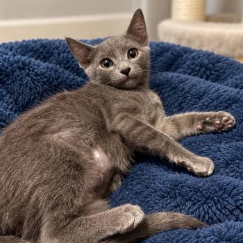 Veela -  Domestic Short Hair and Russian Blue Cat for Adoption in Antioch, California - Veela | PetCurious