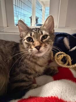 Sheena -  American Bobtail Cat for Adoption in St. Augustine, Florida - Sheena | PetCurious