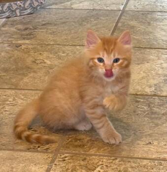 Domestic Medium Hair Cats Available for Adoption in Cincinnati, Ohio - Sprint | PetCurious