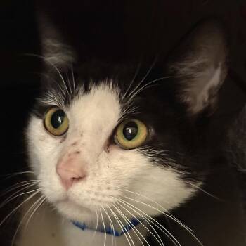 Moo Moo -  Domestic Short Hair Cat for Adoption in Victor, New York - Moo Moo | PetCurious