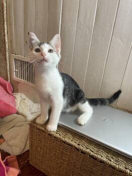 Drogon -  Domestic Short Hair Cat for Adoption in Trenton, New Jersey - Drogon | PetCurious