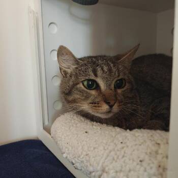 Porche -  Domestic Short Hair Cat for Adoption in Bentonville, Arkansas - Porche | PetCurious