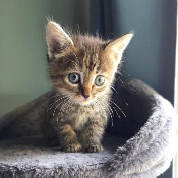 Braxton -  Domestic Short Hair Cat for Adoption in Normal, Illinois - Braxton | PetCurious