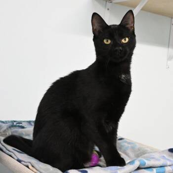 Benkie -  Domestic Short Hair Cat for Adoption in Mobile, Alabama - Benkie | PetCurious