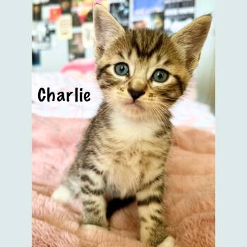 Charlie -  Domestic Short Hair Cat for Adoption in Pleasant Hill, California - Charlie | PetCurious