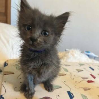 Amethyst -  Domestic Short Hair Cat for Adoption in Janesville, Wisconsin - Amethyst | PetCurious