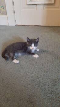 Starburst -  Domestic Short Hair Cat for Adoption in Wilmington, North Carolina - Starburst | PetCurious