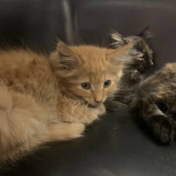 Ham -  Domestic Medium Hair Cat for Adoption in West Palm Beach, Florida - Ham | PetCurious
